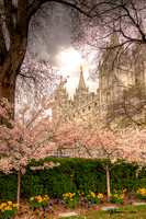 Temple Blossoms