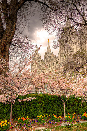 Temple Blossoms